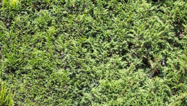 selvi arkaplan yeşil doku, metin için yer