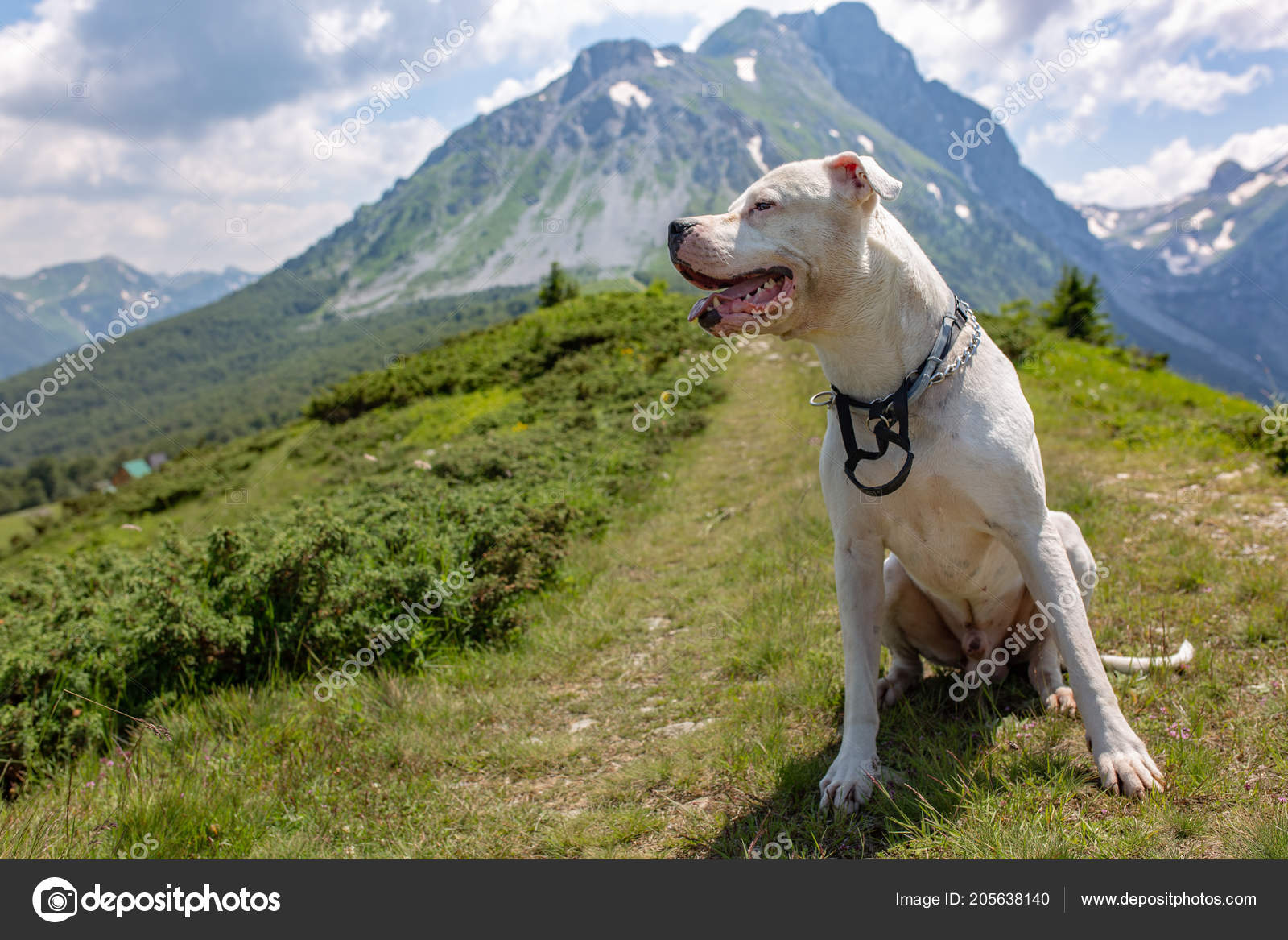 Cute Pitbull Relaxing Green Grass Mountains Background Stock Photo by