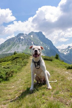 Şirin pitbull dağlar zemin üzerine yeşil çimenlerin üzerinde rahatlatıcı