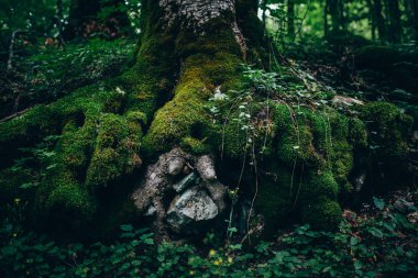 Yeşil çim ve dağlar orman yosun ile dev ağaç