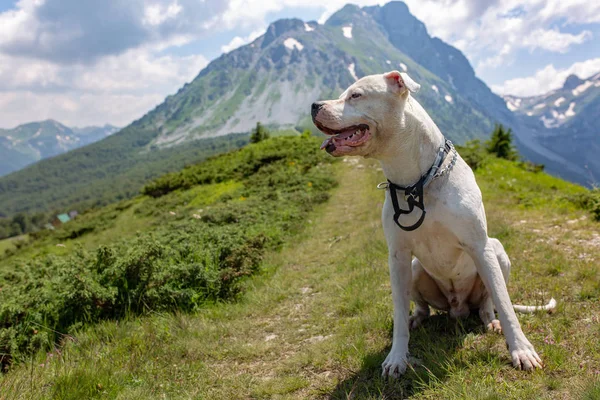 Lindo Pitbull Relajante Verde Hierba Montañas Fondo —  Fotos de Stock