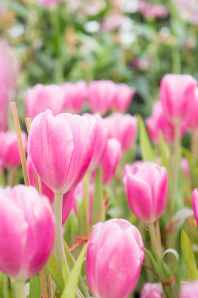 Pink Tulip Flowers Garden Tulip Blooming Blossom Garden — Stock Photo, Image