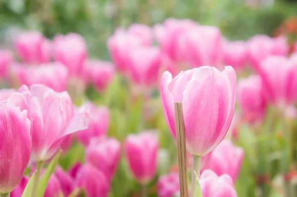 Pink Tulip Flowers Garden Tulip Blooming Blossom Garden — Stock Photo, Image