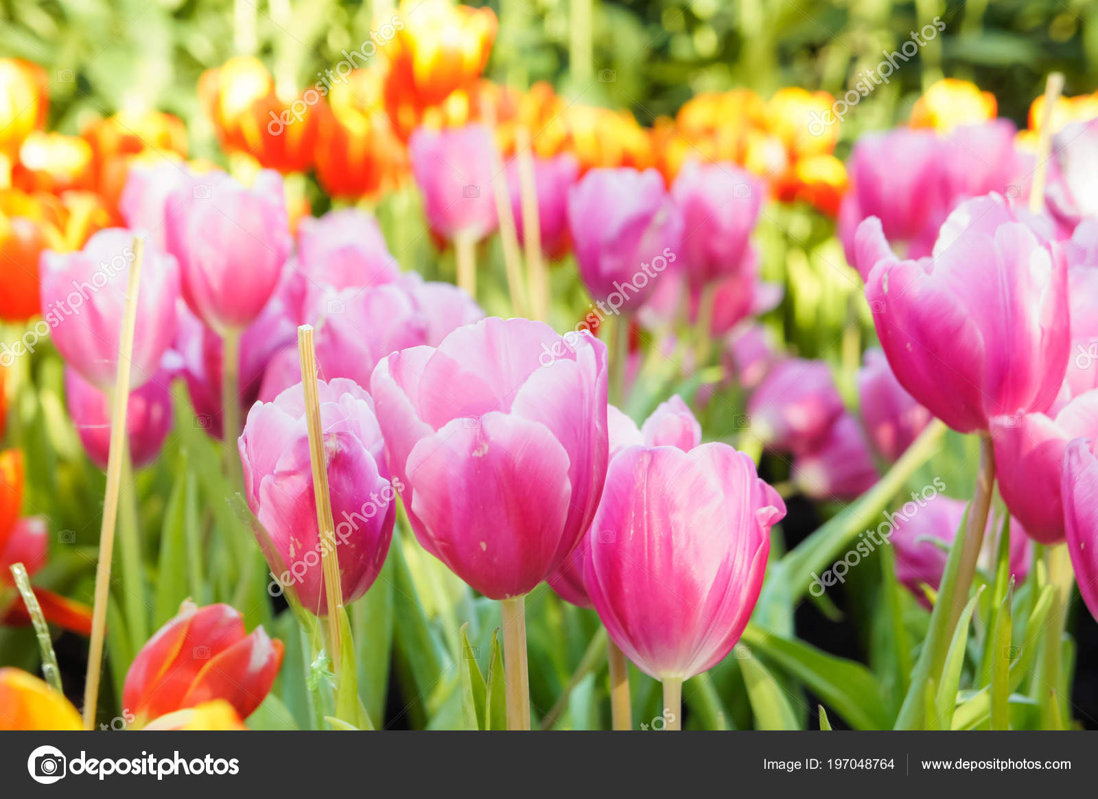 Fleurs Tulipes Colorées Dans Jardin Passez Une Bonne Journée