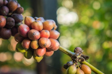 kahve ağacı farm organik