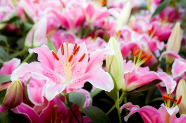 Lilly pembe çiçekler bahçede çiçek açan doğa Bahçe romantizm doğa çıtır