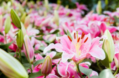 Lilly pembe çiçekler bahçede çiçek açan doğa Bahçe romantizm doğa çıtır