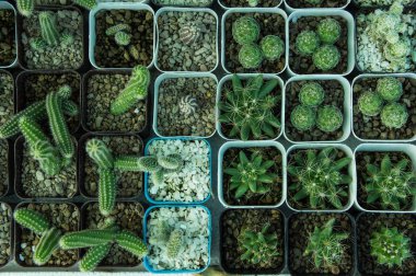 Pot, kaktüs süs ağaçları küçük kaktüs