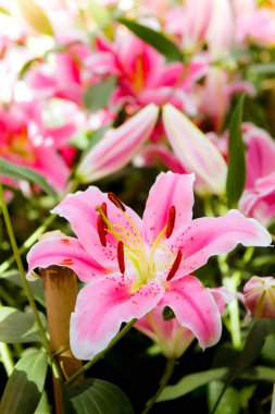 Lilly pembe çiçekler bahçede çiçek açan doğa Bahçe romantizm doğa çıtır