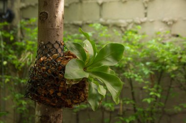 Bahçe Ev üzerinde küçük ağaç sepet
