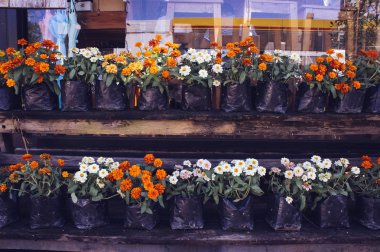 Saksıyı kahvehane önünde