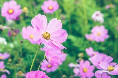 Doğa bahçede güzel gün, gün çiçek vintage zamanında renkli çiçekler cosmos pembe ve beyaz renk