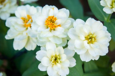 beyaz papatya çiçekler Doğa Bahçe arka plan