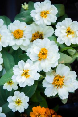 beyaz papatya çiçekler Doğa Bahçe arka plan