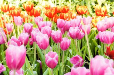 renkli Lale çiçek bahçesinde, Lale Bahçesi, güzel bir gün var