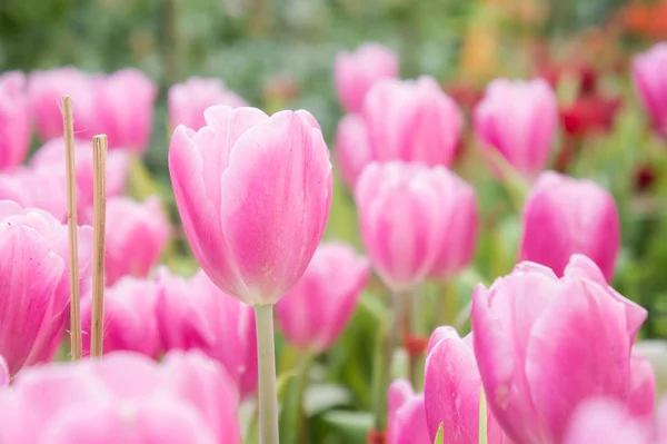 Pink Tulip Flowers Garden Tulip Blooming Blossom Garden — Stock Photo, Image