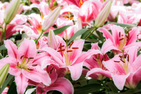 Лилли Розовые Цветы Саду Романтические Цветы Красочные Пыльца Цветок — стоковое фото