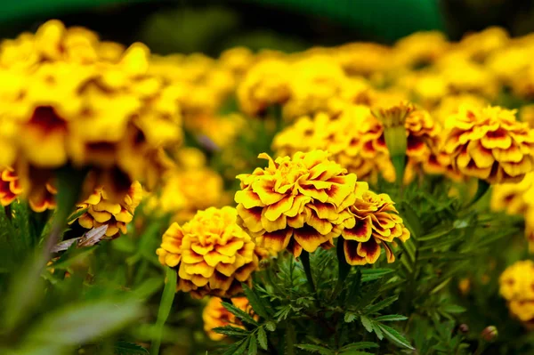 Marigold Flowers Garden Summer Yellow Flowers Beautiful Flowers Summer Nice — Stock Photo, Image