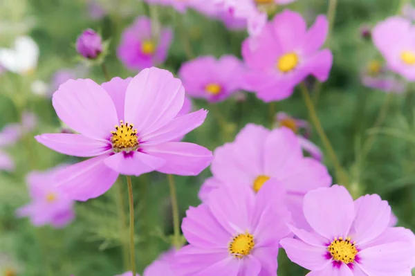 Flowers Cosmos Field Blooming Day Nature Garden — Stock Photo, Image