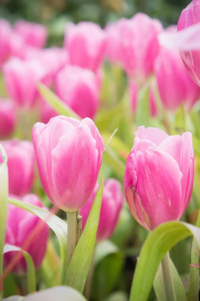 Pink Tulip Flowers Garden Tulip Blooming Blossom Garden — Stock Photo, Image