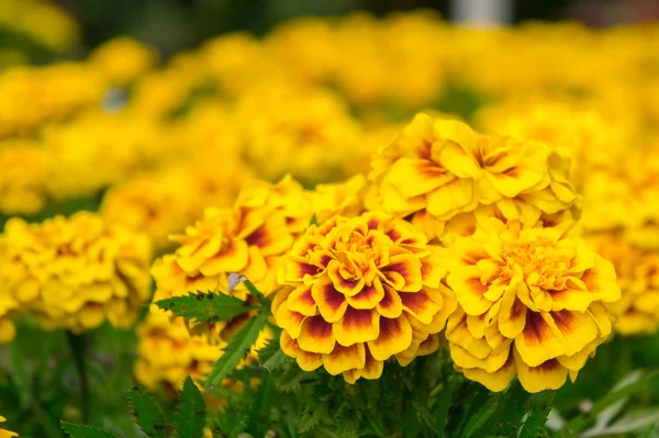 Мэриголд Цветы Саду Летом Желтые Цветы Красивые Цветы Летом Хороший — стоковое фото