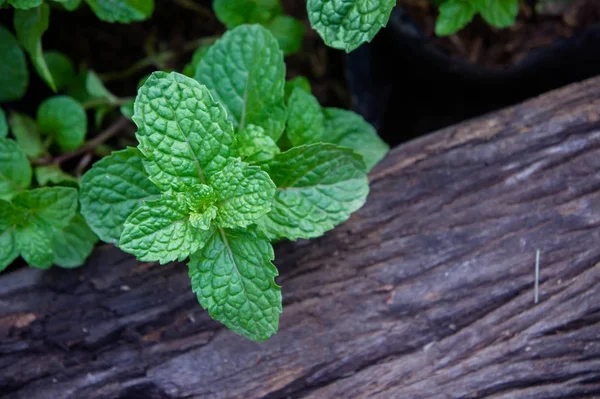 Hierba Menta Verduras Para Cocinar Planta Útil Cocina Como Una — Foto de Stock