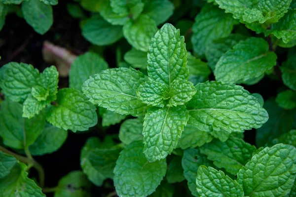 Erva Hortelã Pimenta Legumes Para Cozinhar Planta Útil Cozinha Como — Fotografia de Stock