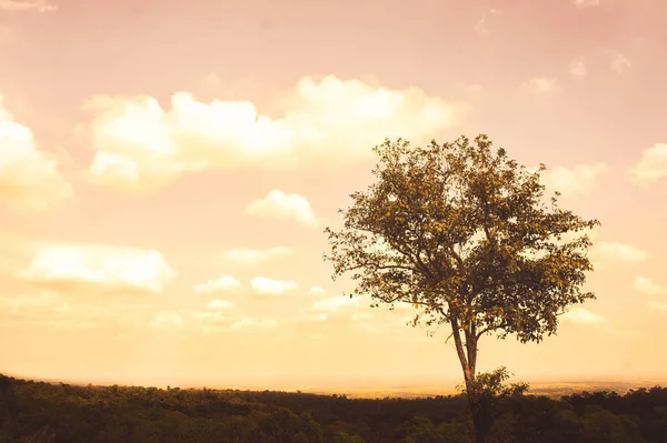 Грусть Большого Дерева Одиночестве Летом — стоковое фото