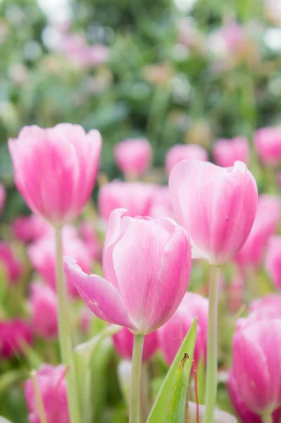 Pink Tulip Flowers Garden Tulip Blooming Blossom Garden — Stock Photo, Image