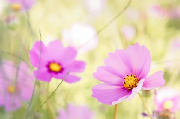 Flowers Cosmos Pink White Color Nature Garden Colorful Nice Day — Stock Photo, Image