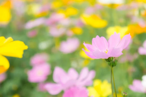 The nice day and nice flowers cosmos colorful on field pink flowers daisy flowers nature garden
