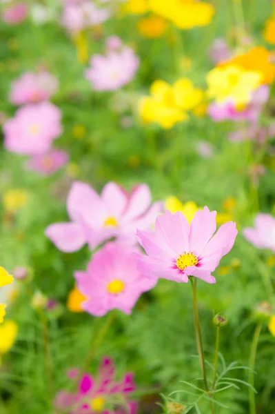 Nice Day Nice Flowers Cosmos Colorful Field Pink Flowers Daisy — Stock Photo, Image