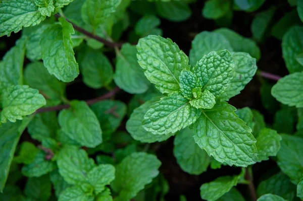 Hierba Menta Verduras Para Cocinar Planta Útil Cocina Como Una — Foto de Stock