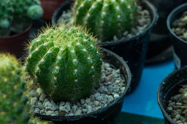 Pot, kaktüs süs ağaçları küçük kaktüs