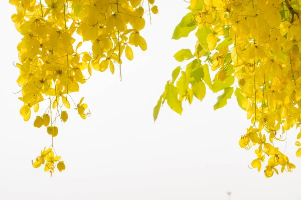 Ratchaphruek Cassia Fistel Blommor Daisy Gula Blommor Sommaren — Stockfoto