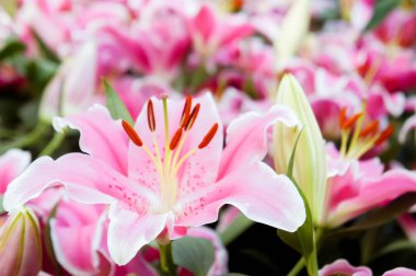 Lilly pembe çiçekler bahçede çiçek açan doğa Bahçe romantizm doğa çıtır