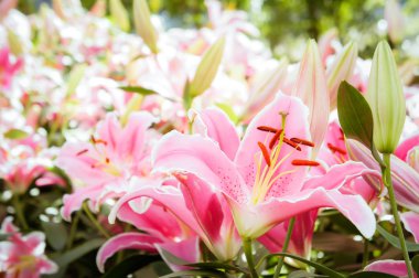 Lilly pembe çiçekler bahçede çiçek açan doğa Bahçe romantizm doğa çıtır