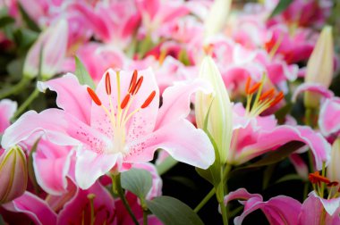 Lilly pembe çiçekler bahçede çiçek açan doğa Bahçe romantizm doğa çıtır