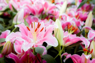 Lilly pembe çiçekler bahçede çiçek açan doğa Bahçe romantizm doğa çıtır