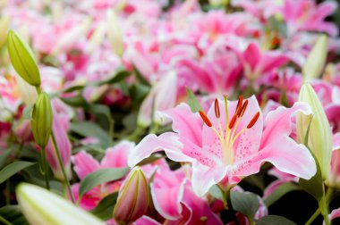 Lilly pembe çiçekler bahçede çiçek açan doğa Bahçe romantizm doğa çıtır