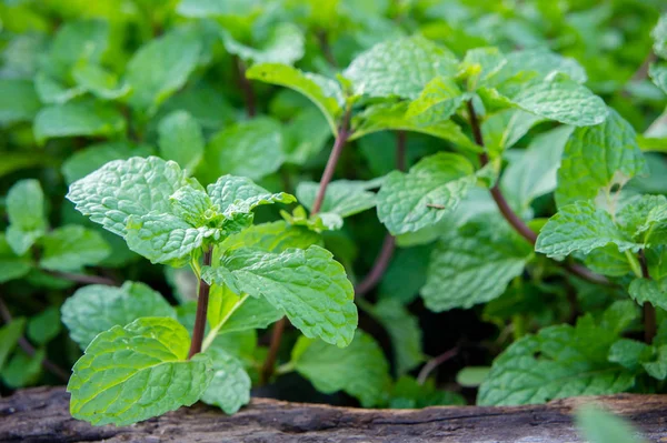 Hierba Menta Verduras Para Cocinar Planta Útil Cocina Como Una — Foto de Stock