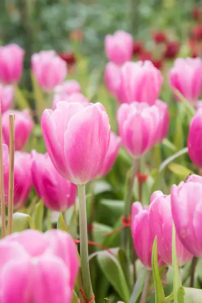 Pink Tulip Flowers Garden Tulip Blooming Blossom Garden — Stock Photo, Image