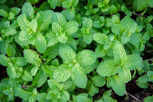 peppermint herb or vegetables for cook , The plant is useful in cooking as a herb to extract fresh scent.