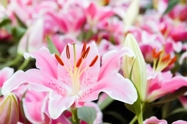 リリー ピンク花自然園庭に咲く自然の花をロマンスします — ストック写真