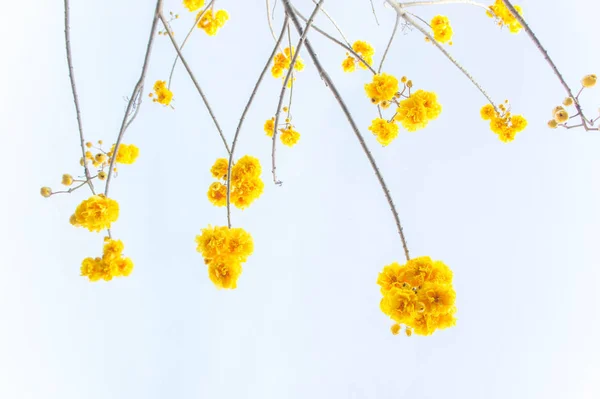 Üstten Görünüm Gökyüzü Arka Plan Sarı Çiçekler Yaz Ağaçta Sarı — Stok fotoğraf