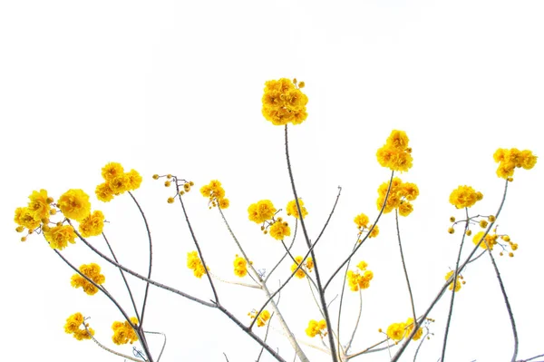 Жовті Квіти Дерево Фоні Неба Жовті Квіти Влітку — стокове фото