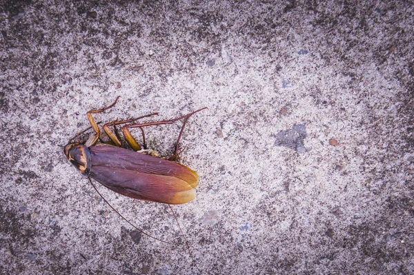 Las Cucarachas Yacen Muertas Suelo — Foto de Stock
