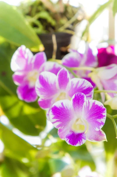 Orchidee Bunte Blumen Frische Blumen — Stockfoto