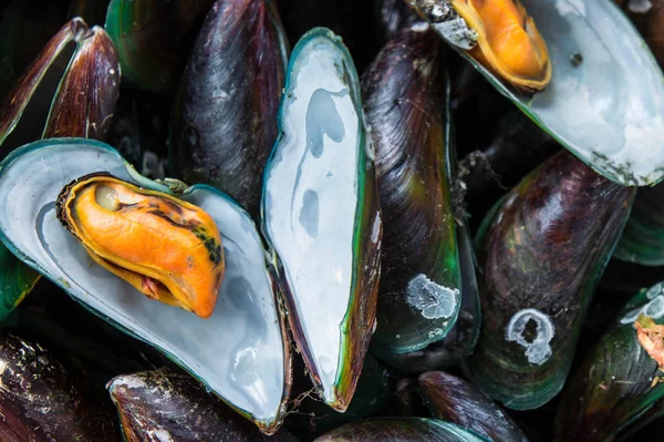 Steaming Mussels Delicious Seafood — Stock Photo, Image