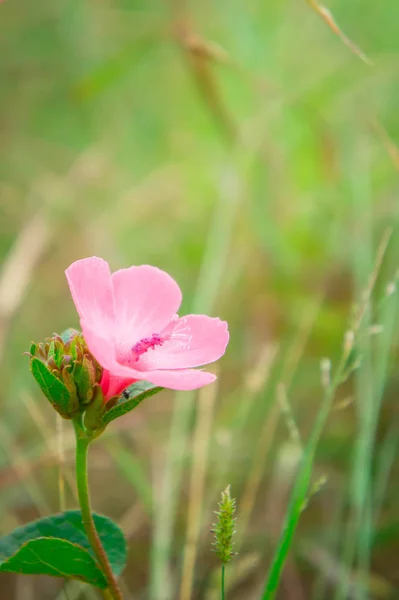 Розовый Цветок Цветет Саду Природы Освежающий День — стоковое фото